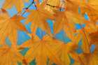 USA, Washington State, Seabeck. Japanese maple leaves in autumn. Art Print